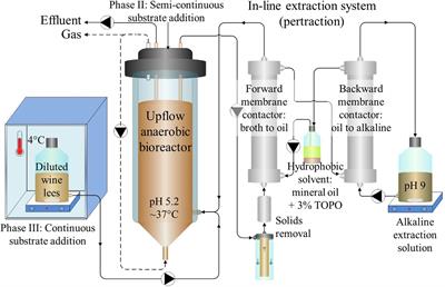 Waste Conversion into n-Caprylate and n-Caproate: Resource Recovery from Wine Lees Using Anaerobic Reactor Microbiomes and In-line Extraction